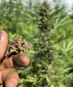 Alternative view of Pink Jade Auto